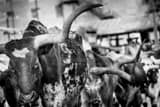 Horizontal The Long Horn of a Texas Longhorn black and white Photos
