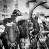 Square The Long Horn of a Texas Longhorn black and white Photos