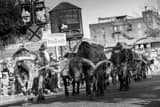 Horizontal The Stockyard Cattle Drive black and white Photos