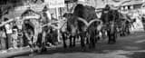 Panoramic The Stockyard Cattle Drive black and white Photos