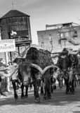 Vertical The Stockyard Cattle Drive black and white Photos