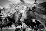 Horizontal A True Texas Longhorn black and white Photos