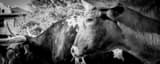 Panoramic A True Texas Longhorn black and white Photos