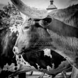 Square A True Texas Longhorn black and white Photos