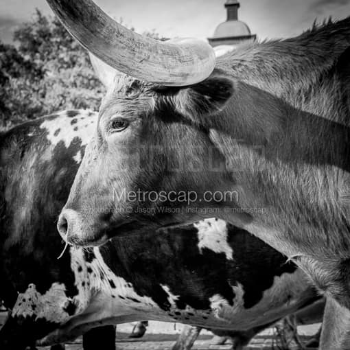 A True Texas Longhorn -- Fort Worth Black and White Photos
