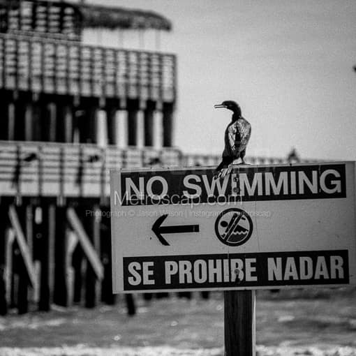 Se Prohibe Nadar -- Galveston Black and White Photos