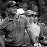 Square Tiger Woods Waiting to Hit black and white Photos