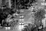 Horizontal Birds Fly Across La Branch Street landscape black and white Photography