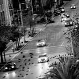 Square Birds Fly Across La Branch Street landscape black and white Photography