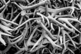 Horizontal Elk Antlers black and white Photos