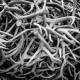 Square Elk Antlers black and white Photos