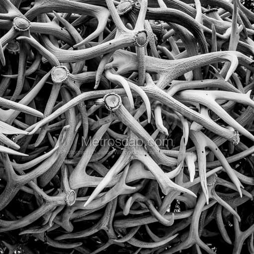 Elk Antlers -- Jackson Hole Black and White Photos