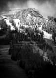 Vertical The First Snowfall of the Season in Jackson Hole black and white Photos