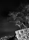 Vertical The Sioux Scout Statue Overlooking Kansas City black and white Photos