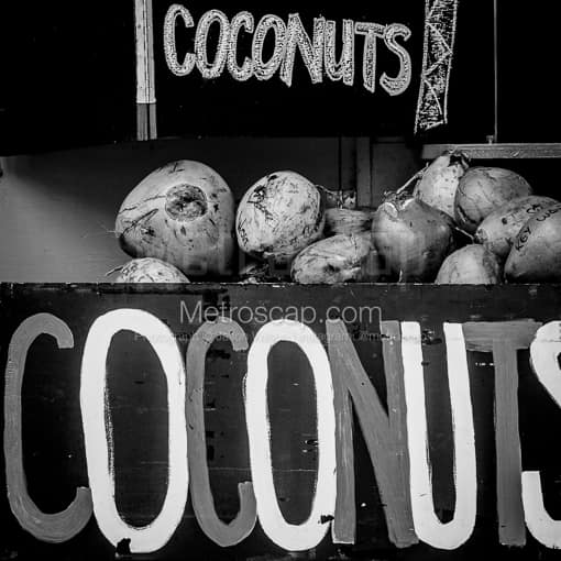 Coconuts -- Key West Black and White Photography