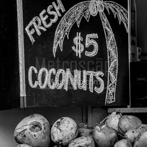 Key West Photography Black and White Fresh Coconuts