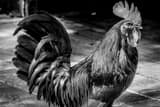 Horizontal A Key West Rooster Photography
