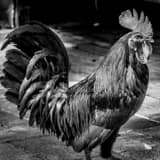 Square A Key West Rooster Photography
