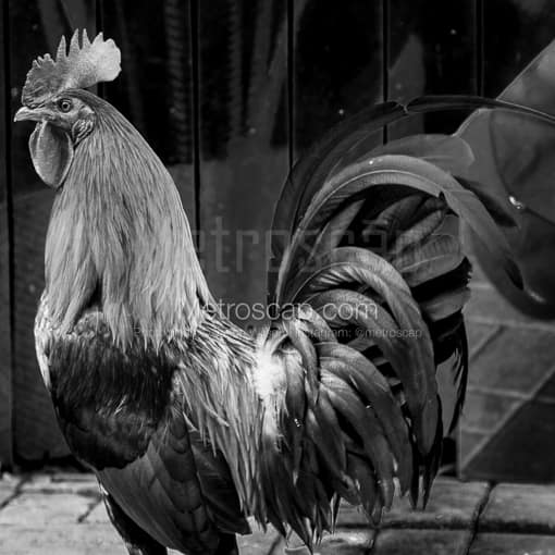 A Key West Rooster -- Key West Black and White Photography