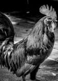 Vertical A Key West Rooster Photography