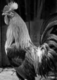 Vertical A Key West Rooster Photography