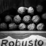 Square Robusto Cigars black and white Photography