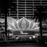 Square The Main Entrance to the Flamingo Hotel and Casino Flanked by Palm Trees Photography