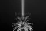 Horizontal A Palm Tree Backlit by the Luxor Light Beam black and white Pictures