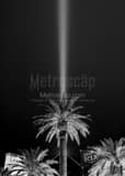 Vertical A Palm Tree Backlit by the Luxor Light Beam black and white Pictures