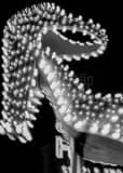 Vertical Las Vegas High Heels in Lights black and white Pictures