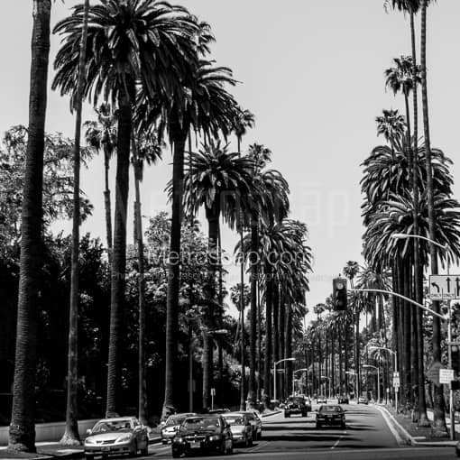 Beverly Drive at Sunset Blvd and Crescent -- Los Angeles Black and White Photos