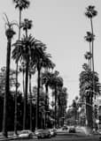 Vertical Beverly Drive at Sunset Blvd and Crescent landscape black and white Photography