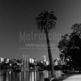 Square A Lone Palm Tree Above the Los Angeles Skyline landscape black and white Photography