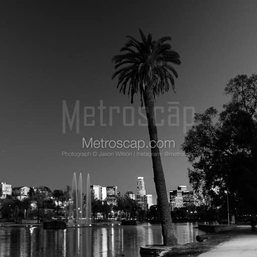 Los Angeles Black and White Photos of A Lone Palm Tree Above the Los Angeles Skyline A Lone Palm Tree Above the Los Angeles Skyline -- Los Angeles Black and White Photos