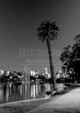 Vertical A Lone Palm Tree Above the Los Angeles Skyline landscape black and white Photography