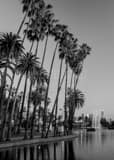 Vertical Tall Palms in Echo Park Los Angeles landscape black and white Photography