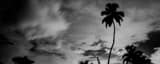 Panoramic Downtown Miami from South Pointe Park black and white Photos