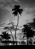 Vertical Downtown Miami from South Pointe Park black and white Photos