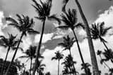 Horizontal Miami Beach Palm Trees black and white Photos