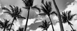 Panoramic Miami Beach Palm Trees black and white Photos