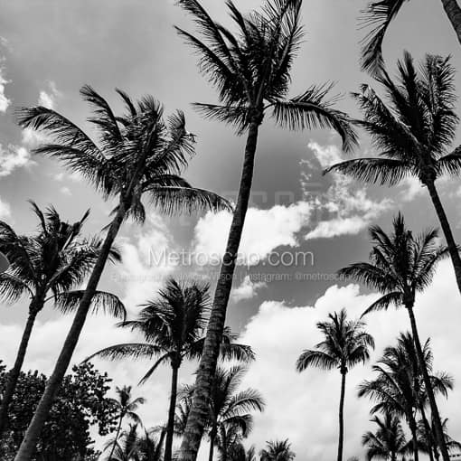 Miami Beach Palm Trees -- Miami Black and White Photos