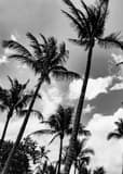 Vertical Miami Beach Palm Trees black and white Photos