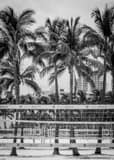 Vertical Miami Beach Volleyball Nets black and white Photos