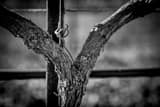 Horizontal A Grapevine Trunk Close-up black and white Photos