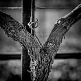Square A Grapevine Trunk Close-up black and white Photos