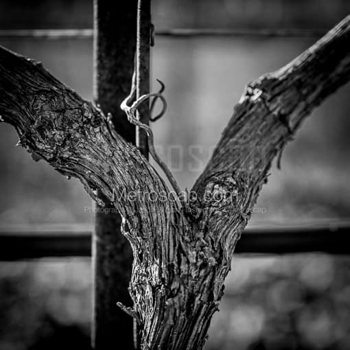 A Grapevine Trunk Close-up -- Napa-Valley Black and White Photos
