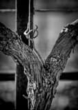 Vertical A Grapevine Trunk Close-up black and white Photos