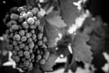 Horizontal Cabernet Sauvignon Grapes black and white Photos