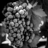 Square Cabernet Sauvignon Grapes black and white Photos