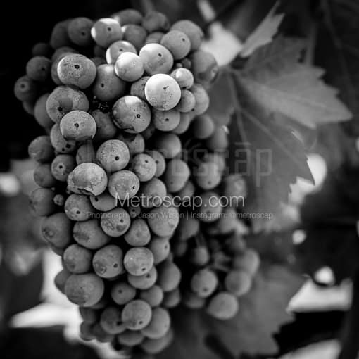 Cabernet Sauvignon Grapes -- Napa-Valley Black and White Photos